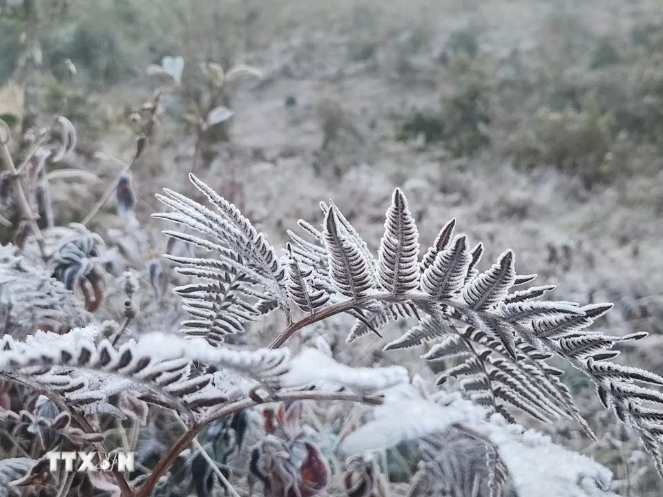 Băng giá phủ trắng Y Tý, khách đổ xô đặt kín phòng Băng giá phủ trắng Y Tý, khách đổ xô đặt kín phòng