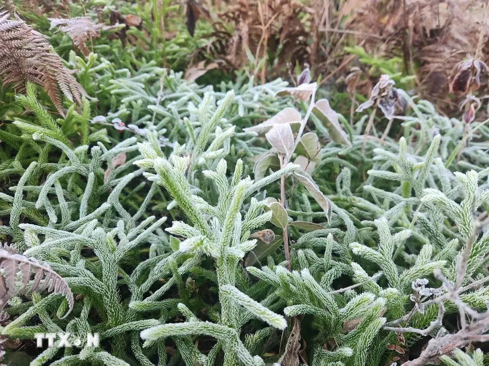 Băng giá phủ trắng Y Tý, khách đổ xô đặt kín phòng