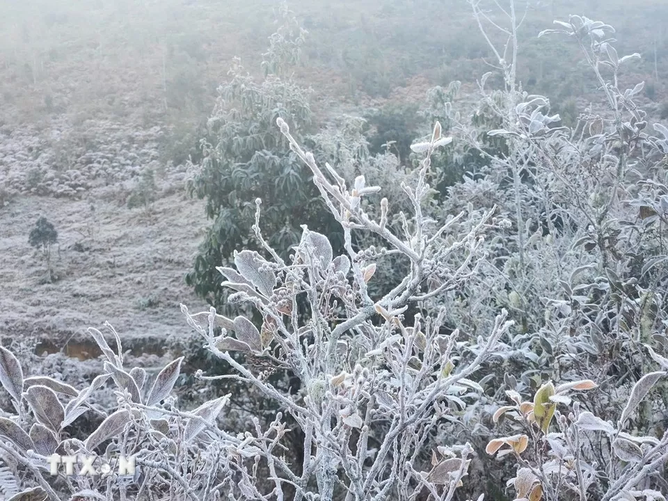 Băng giá phủ trắng Y Tý, khách đổ xô đặt kín phòng Băng giá phủ trắng Y Tý, khách đổ xô đặt kín phòng