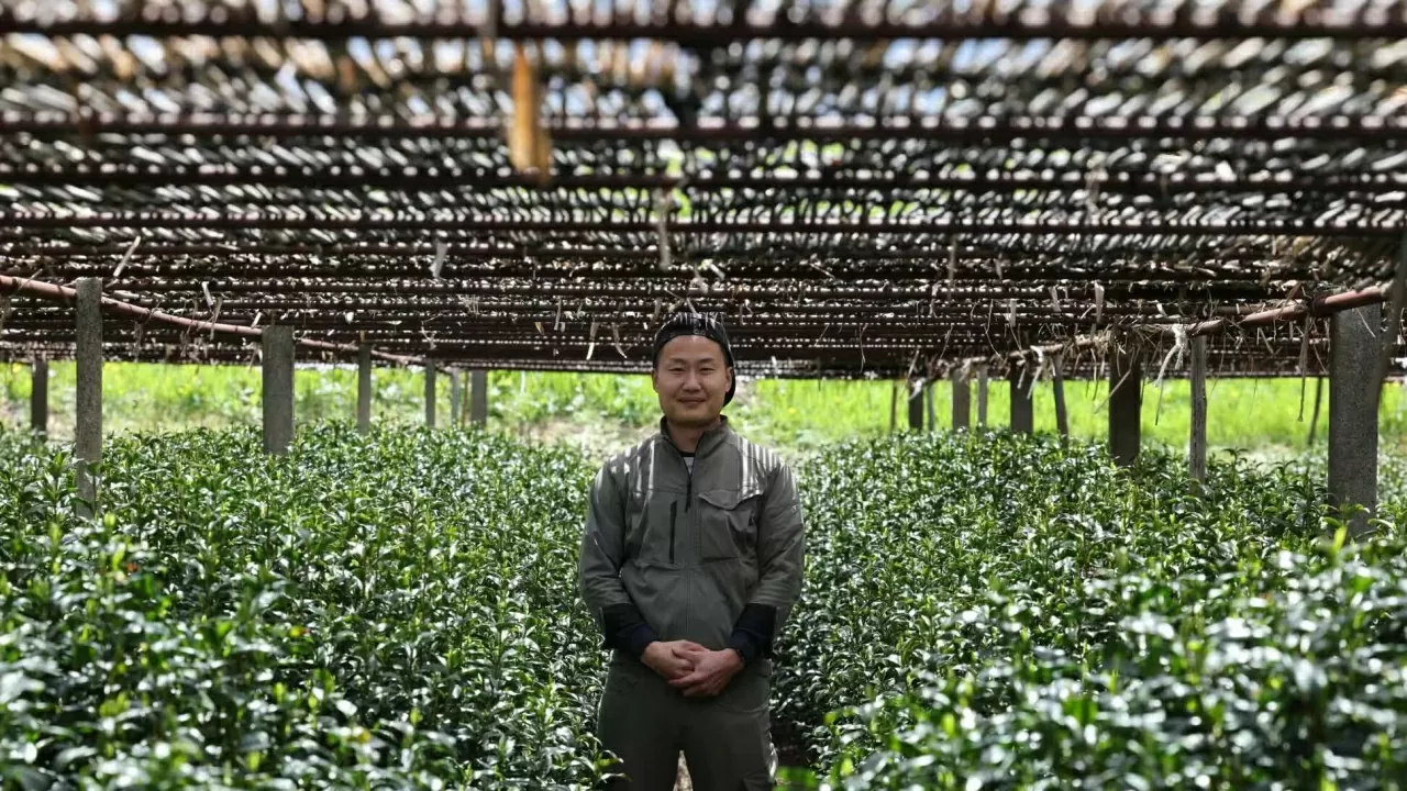 P11C49: Matcha Nhật Bản: Giữ chất lượng hay mở rộng quy mô?