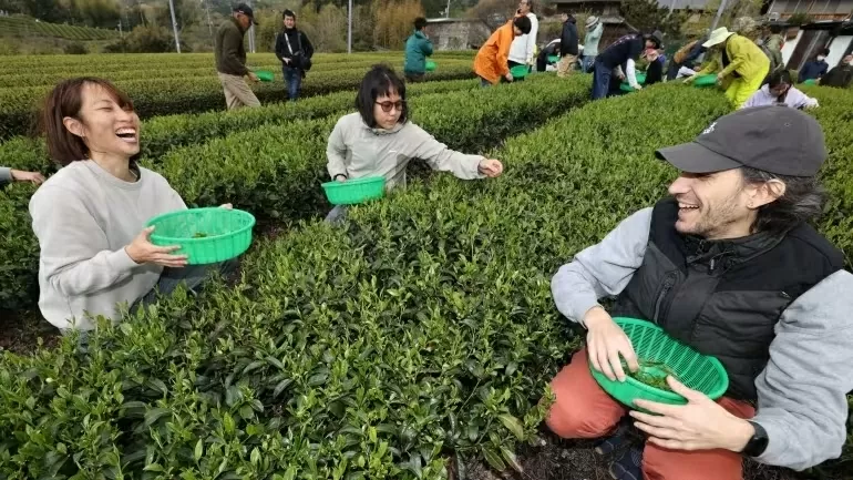 P11C49: Matcha Nhật Bản: Giữ chất lượng hay mở rộng quy mô?