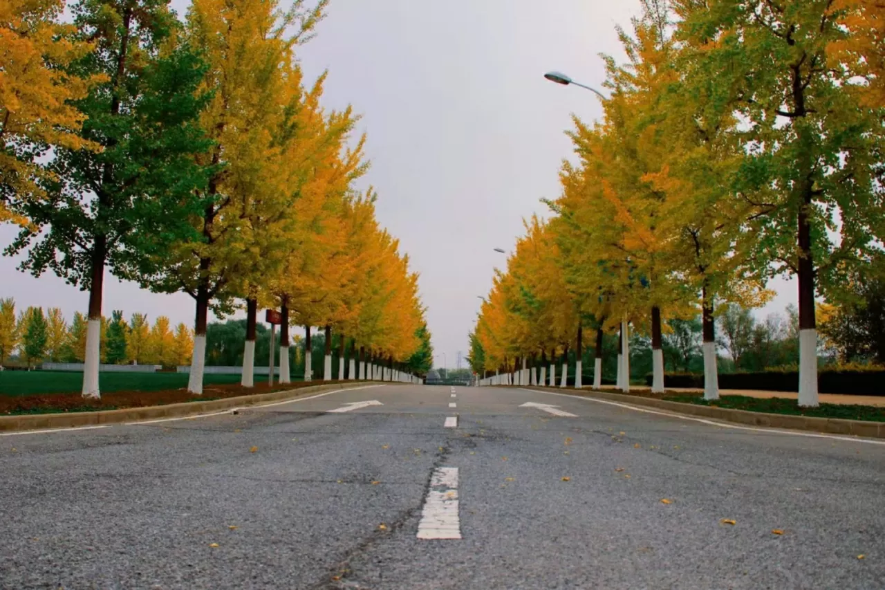 P13-50: Thu Thiên Tân - Sắc vàng, gió lạnh và những nỗi nhớ Sắc Thu Thiên Tân