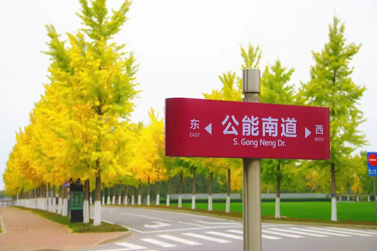 P13-50: Thu Thiên Tân - Sắc vàng, gió lạnh và những nỗi nhớ P13-50: Thu Thiên Tân - Sắc vàng, gió lạnh và những nỗi nhớ