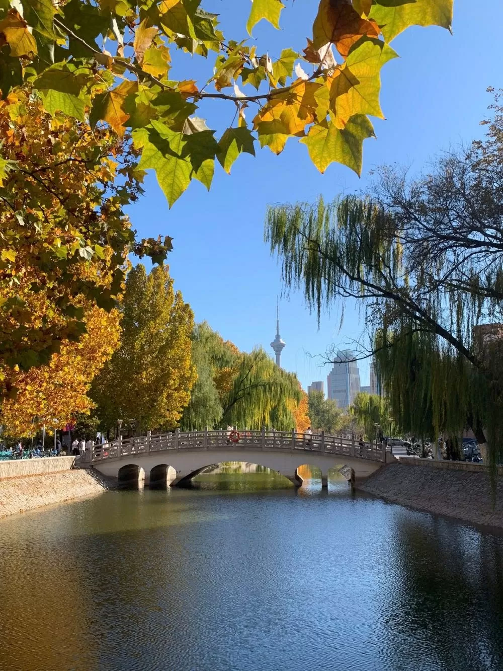 P13-50: Thu Thiên Tân - Sắc vàng, gió lạnh và những nỗi nhớ P13-50: Thu Thiên Tân - Sắc vàng, gió lạnh và những nỗi nhớ