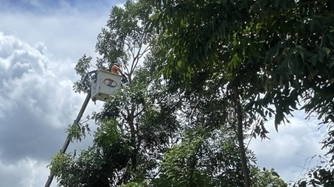 Lịch cúp điện Quảng Ngãi hôm nay ngày 10/12/2025