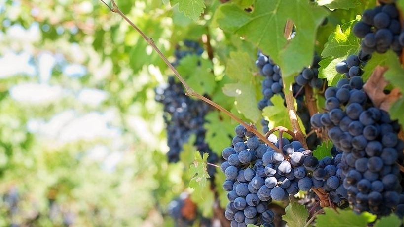 Bổ sung 5 thực phẩm màu tím giúp cơ thể khỏe mạnh và làn da rạng rỡ