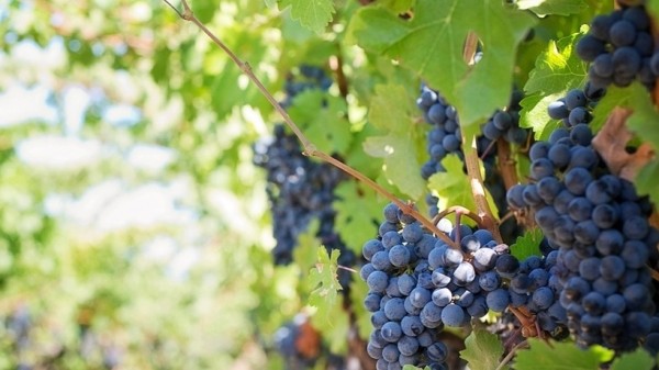 Bổ sung 5 thực phẩm màu tím giúp cơ thể khỏe mạnh và làn da rạng rỡ