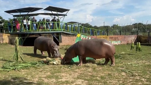 Giáng sinh đặc biệt cho động vật được giải cứu tại vườn thú của Colombia