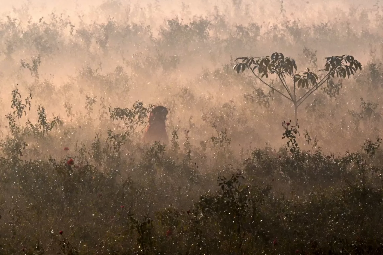 Một công nhân hái hoa hồng trên cánh đồng giữa làn sương mù ô nhiễm dày đặc ở Lahore. (Nguồn: The Guardian) Một công nhân hái hoa hồng trên cánh đồng giữa làn sương mù ô nhiễm dày đặc ở Lahore. (Nguồn: The Guardian)