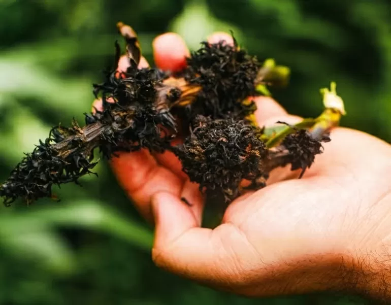 P11C51: Cách “kể chuyện” mới của ẩm thực Himalaya