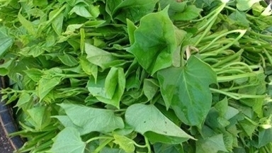 Rau lang hữu ích cho ‘công cuộc’ cải thiện số đo cân nặng