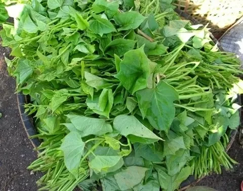 Rau lang hữu ích cho ‘công cuộc’ cải thiện số đo cân nặng Rau lang hữu ích cho ‘công cuộc’ cải thiện số đo cân nặng