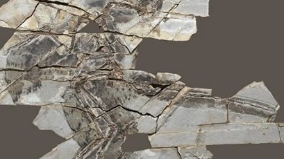 Hóa thạch cho thấy khủng long có cánh mất khả năng bay trong quá trình tiến hóa