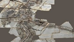 Hóa thạch cho thấy khủng long có cánh mất khả năng bay trong quá trình tiến hóa