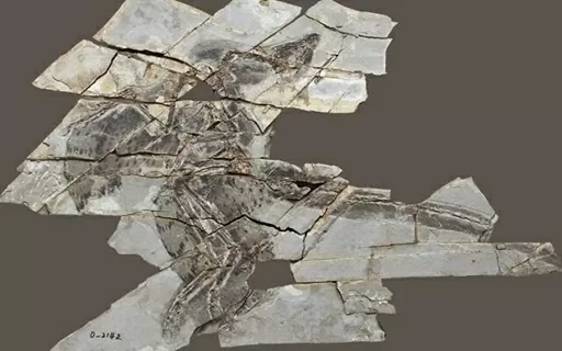 Hoá thạch cho thấy khủng long có cánh mất khả năng bay Hoá thạch cho thấy khủng long có cánh mất khả năng bay