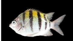 Pháp phát hiện và ghi nhận hơn 100 loài sinh vật mới chưa từng được biết đến