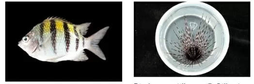 Pháp phát hiện và ghi nhận hơn 100 loài sinh vật mới chưa từng được biết đến Pháp phát hiện và ghi nhận hơn 100 loài sinh vật mới chưa từng được biết đến