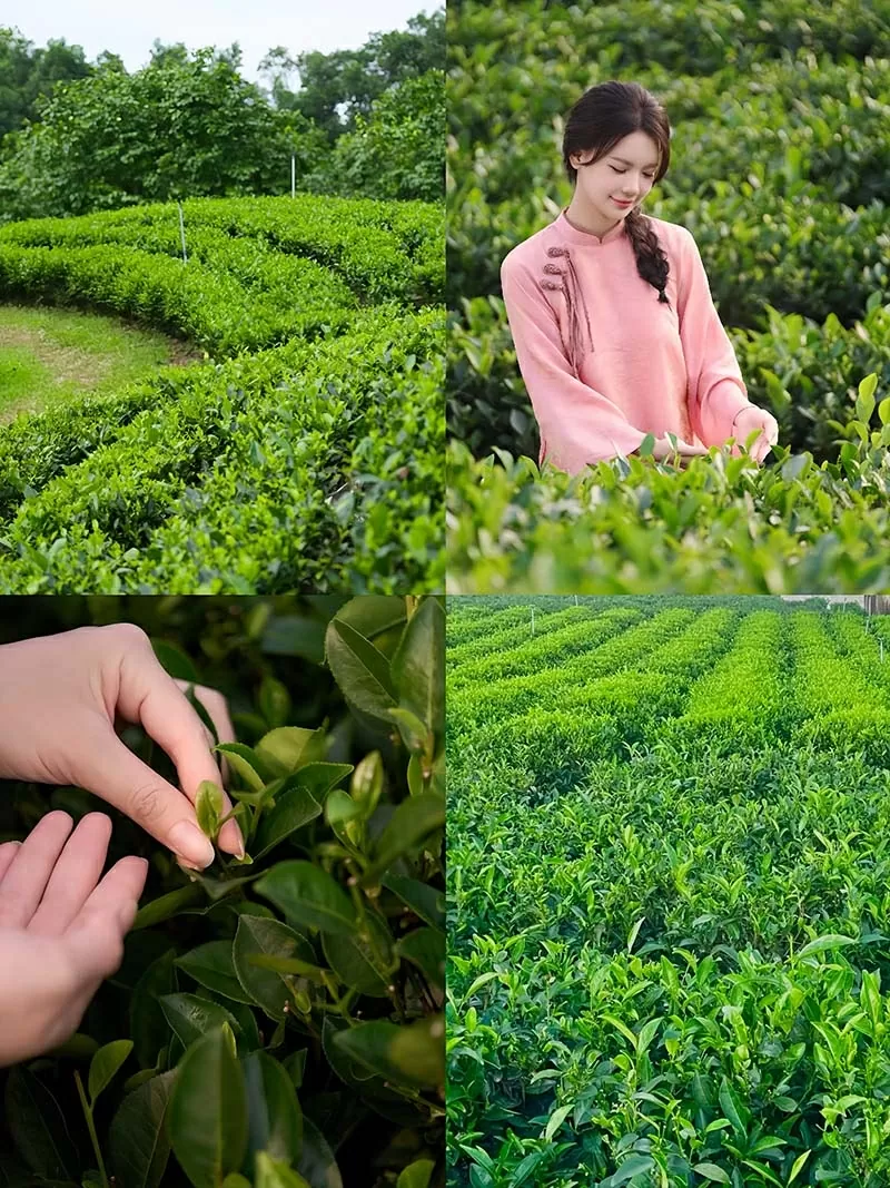 Những tia nắng sớm trên đồi chè Thái Nguyên.