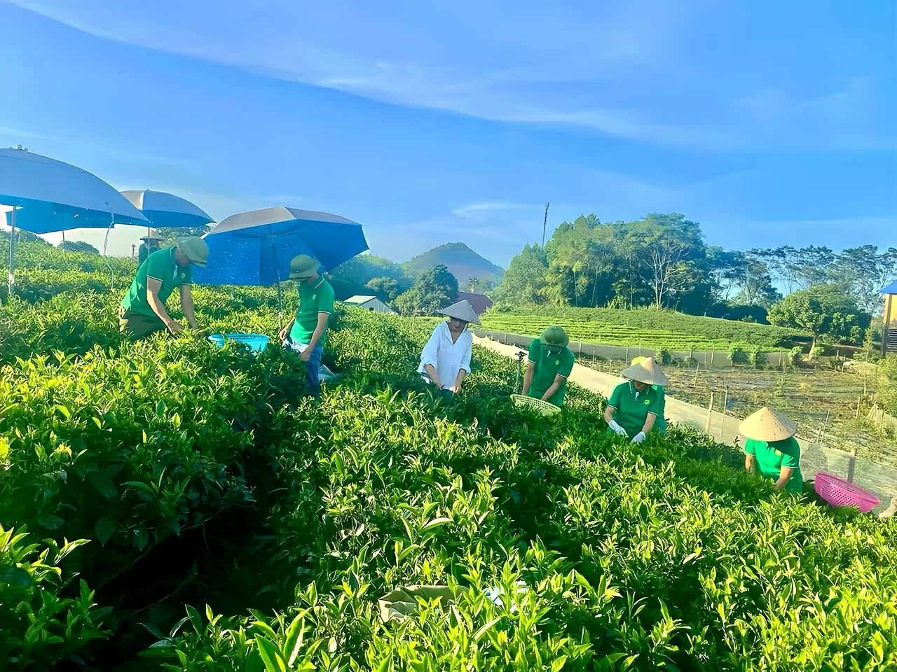 Những người nông dân đang thu hái lá chè tươi.
