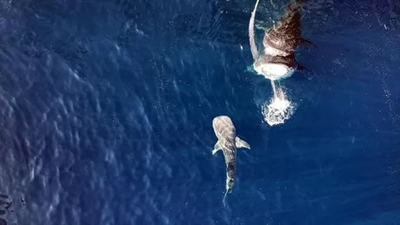 Phát hiện cá mập voi con ở Indonesia đánh dấu bước đột phá trong nghiên cứu