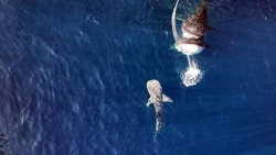 Phát hiện cá mập voi con ở Indonesia đánh dấu bước đột phá trong nghiên cứu