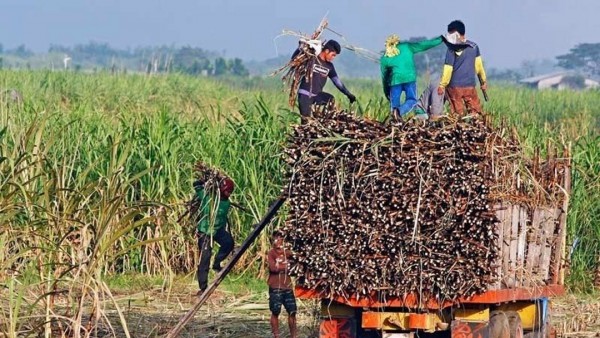 Philippines gia hạn lệnh cấm nhập khẩu đường hết tháng 12/2026