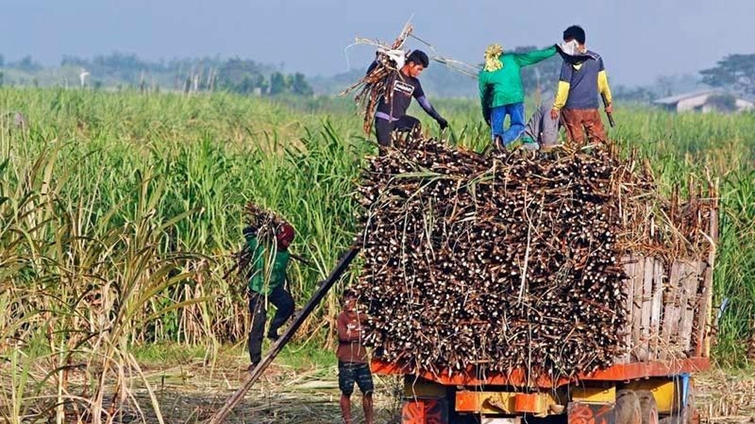 Philippines gia hạn lệnh cấm nhập khẩu đường hết tháng 12/2026