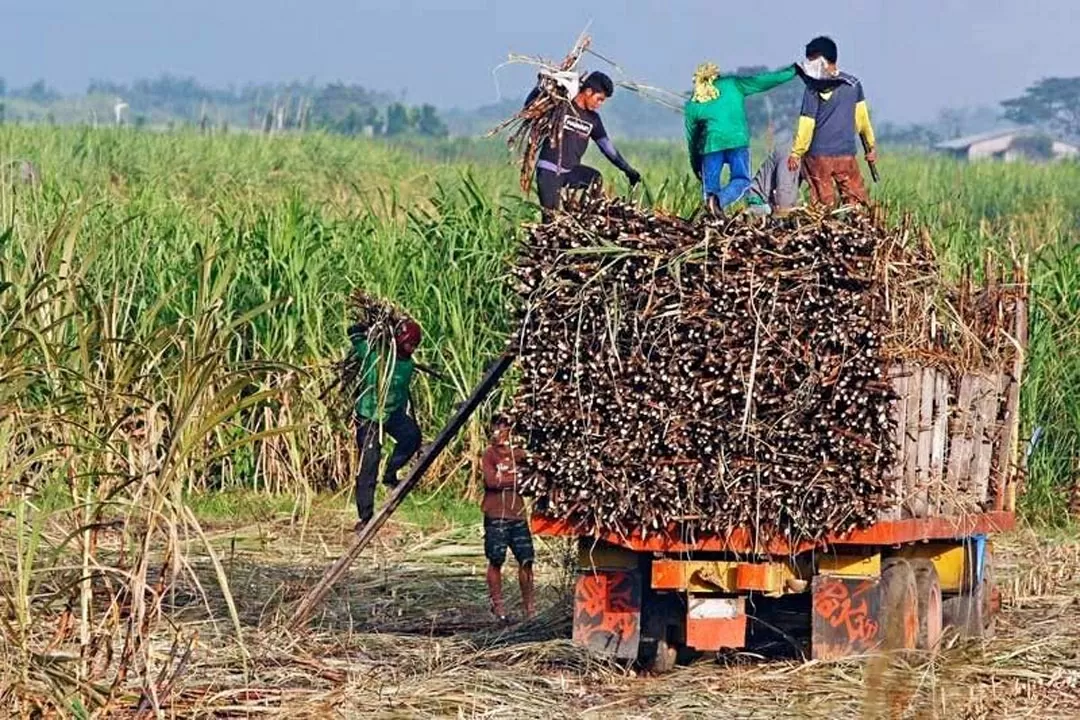 Philippines gia hạn lệnh cấm nhập khẩu đường hết tháng 12/2026