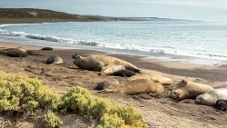 Thế giới bí ẩn của giấc ngủ động vật