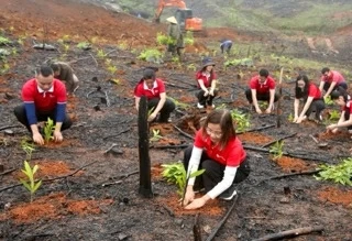 SeABank hỗ trợ trồng gần 671 nghìn cây xanh tại Hà Tĩnh, vượt mục tiêu 1 triệu cây xanh