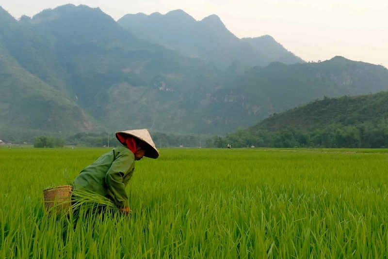 Màu xanh tốt tươi nở rộ trên miền đất quan hệ Việt Nam-Ai Cập Màu xanh tốt tươi nở rộ trên miền đất quan hệ Việt Nam-Ai Cập