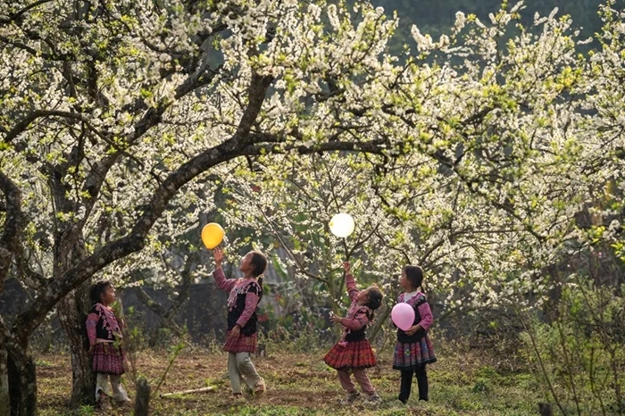 Ethnic childre play under ancient plum trees in Moc Chau, the northern province of Son La. Photo: Trong Hai, Tuan Huy/QDND