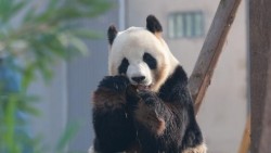 Trung Quốc: Trung tâm bảo tồn gấu trúc lớn mới nhất thử nghiệm mở cửa đón khách tham quan