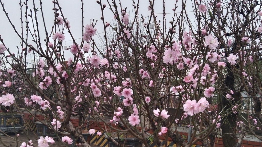 Tổ chức Tết Nguyên đán Bính Ngọ năm 2026 vui tươi, lành mạnh, an toàn, tiết kiệm