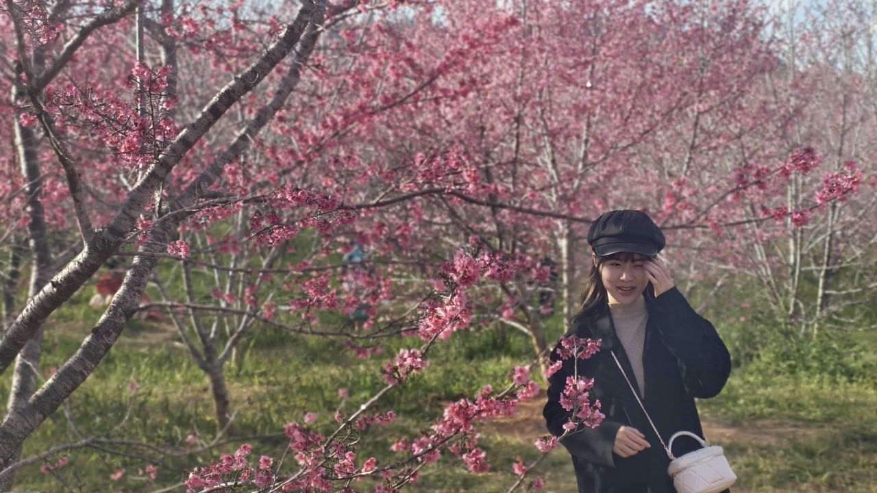 Đến Điện Biên ngắm hoa anh đào nở rộ