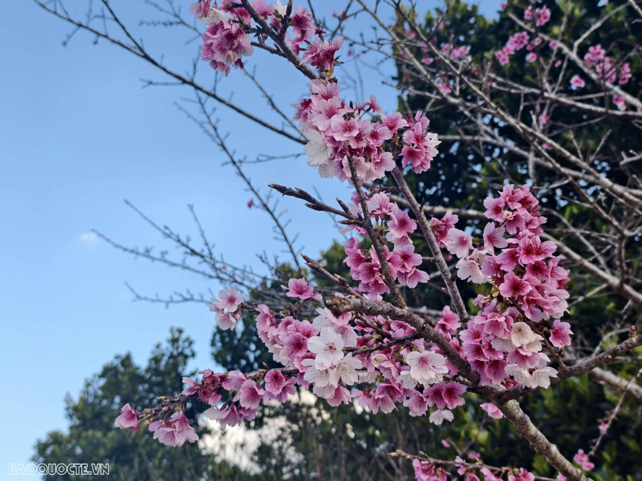 Đến Điện Biên ngắm hoa anh đào nở rộ Đến Điện Biên ngắm hoa anh đào nở rộ