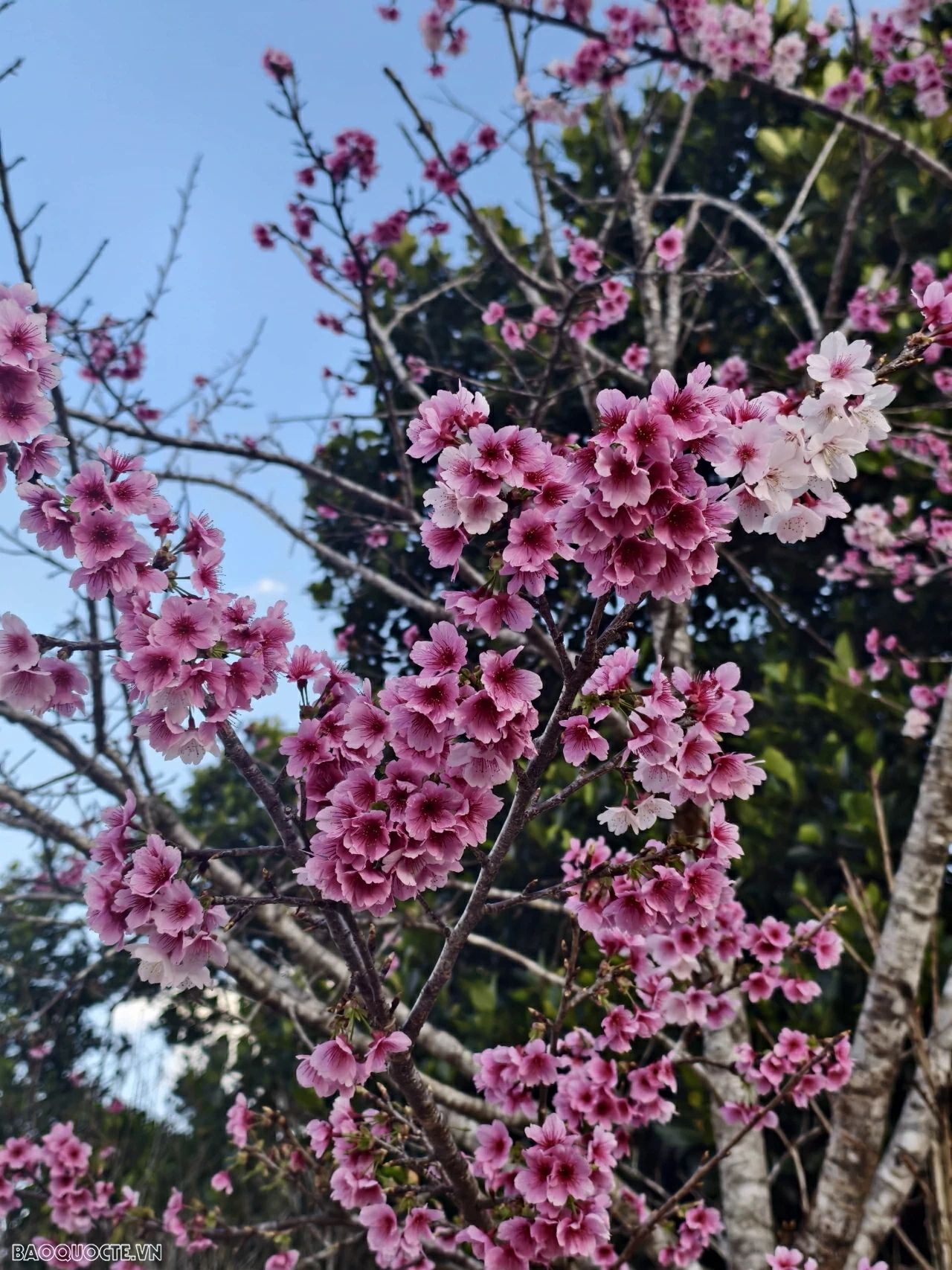 Đến Điện Biên ngắm hoa anh đào nở rộ