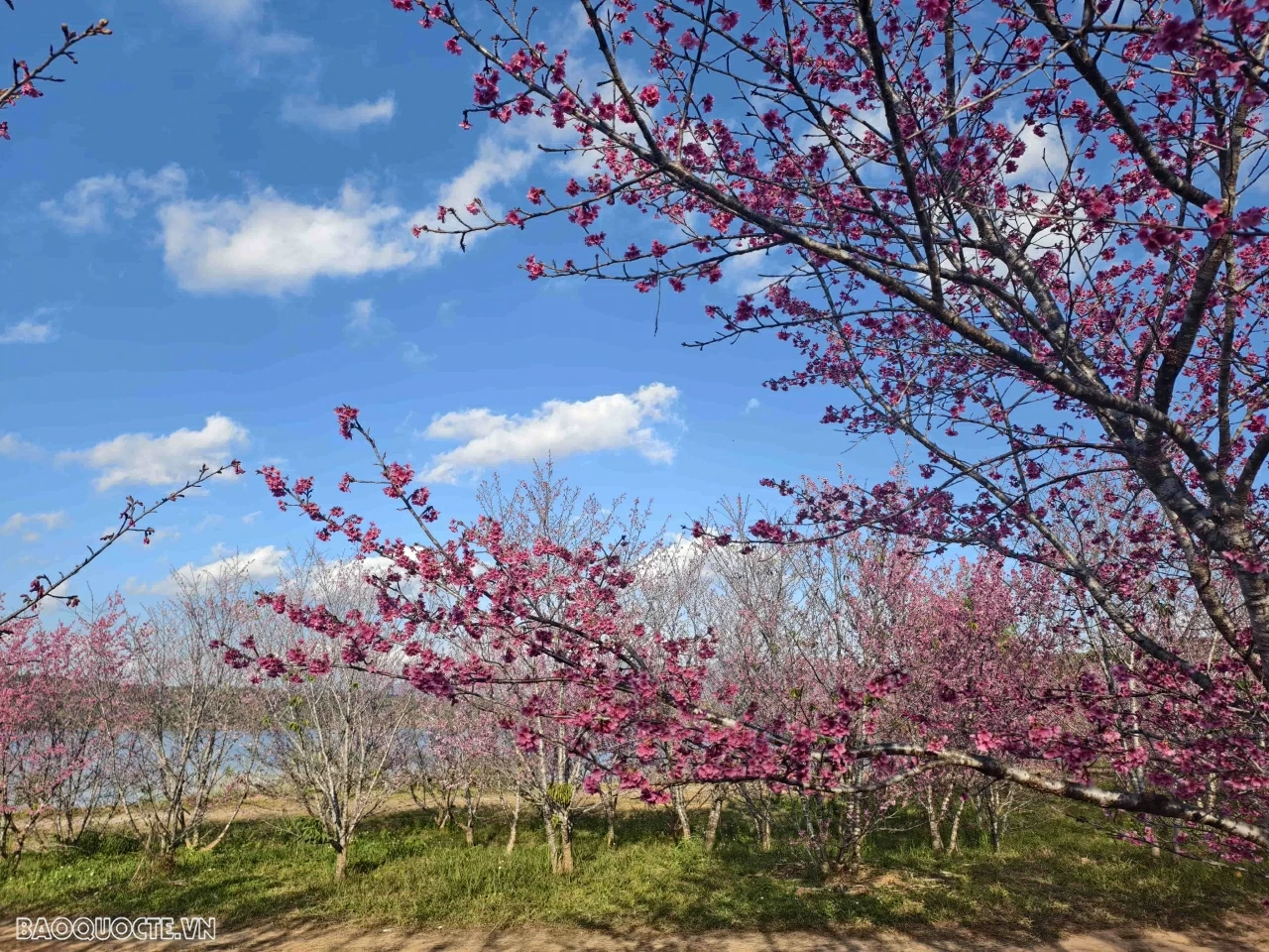 Đến Điện Biên ngắm hoa anh đào nở rộ Đến Điện Biên ngắm hoa anh đào nở rộ