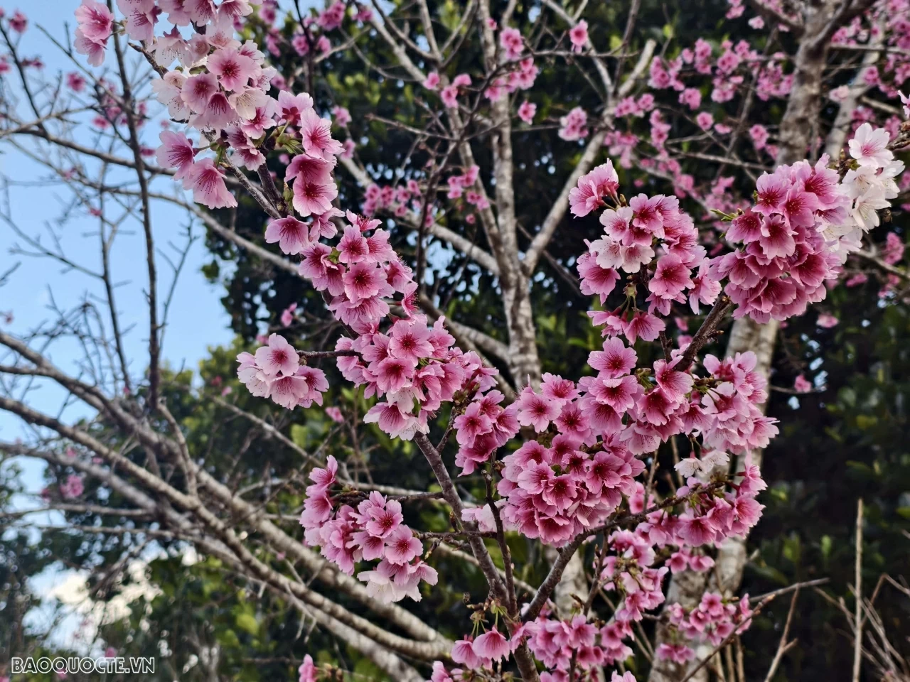 Đến Điện Biên ngắm hoa anh đào nở rộ Đến Điện Biên ngắm hoa anh đào nở rộ