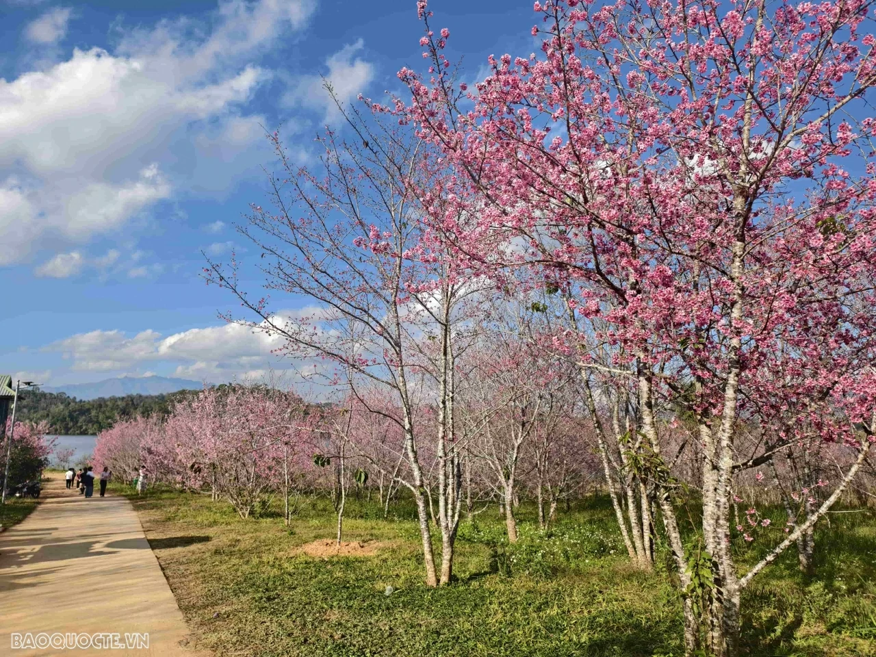 Đến Điện Biên ngắm hoa anh đào nở rộ Đến Điện Biên ngắm hoa anh đào nở rộ
