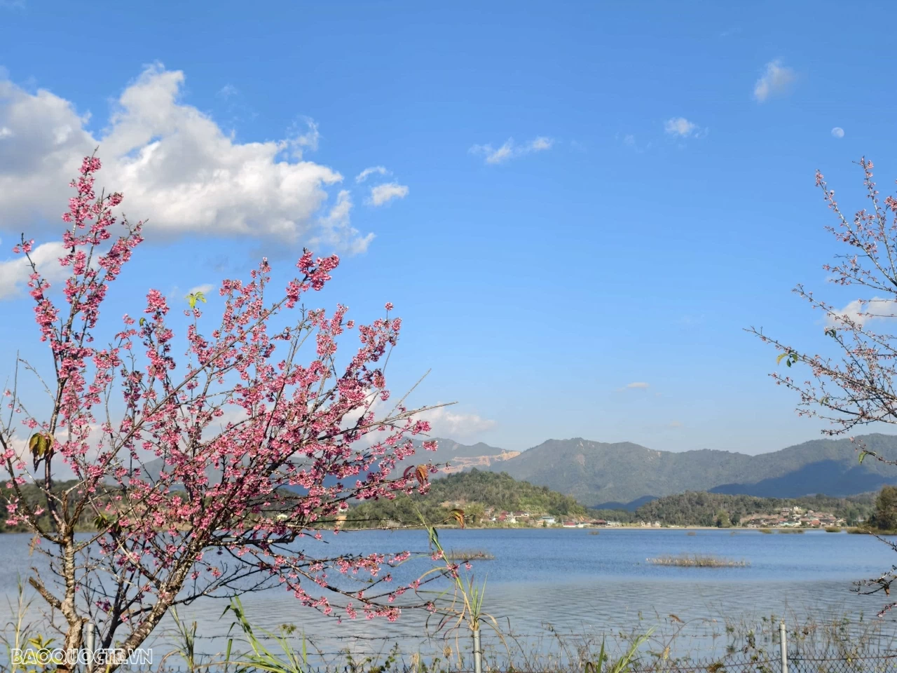 Đến Điện Biên ngắm hoa anh đào nở rộ