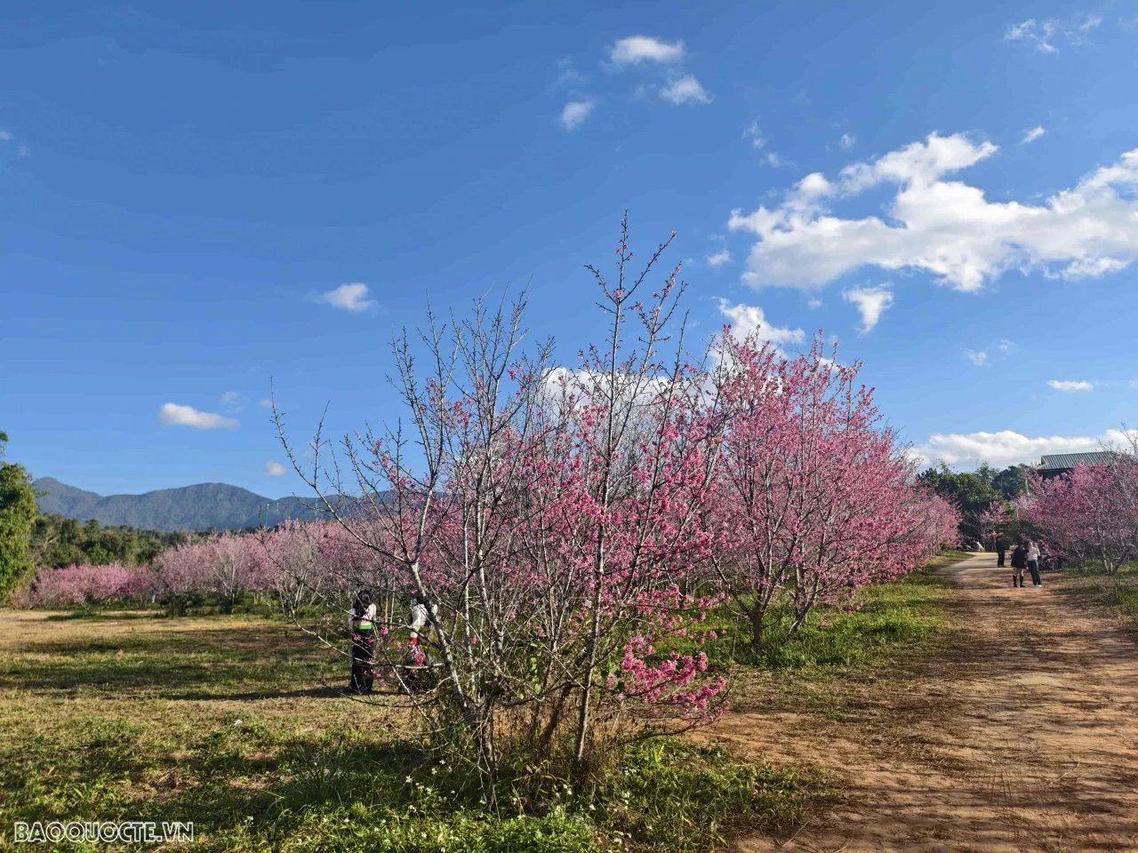 Đến Điện Biên ngắm hoa anh đào nở rộ Đến Điện Biên ngắm hoa anh đào nở rộ