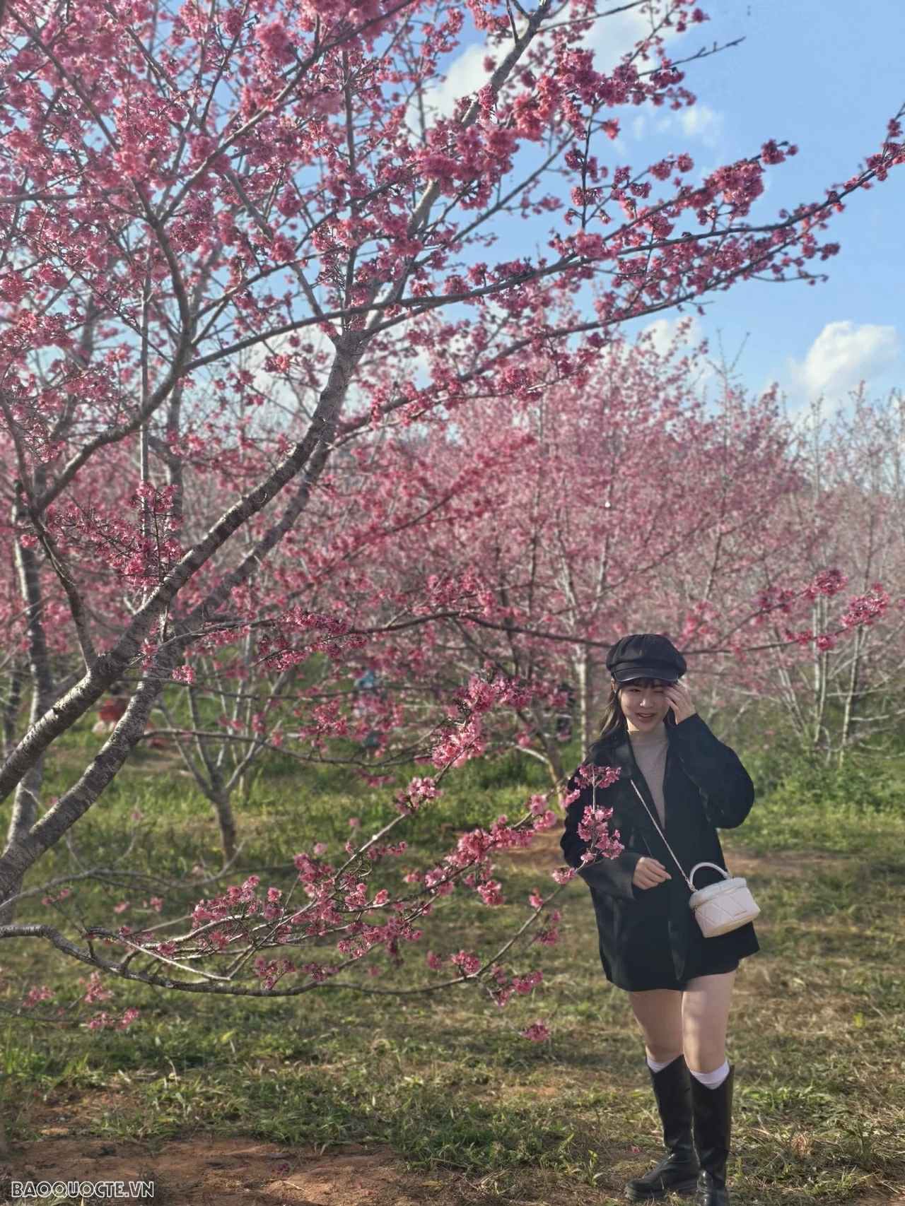 Đến Điện Biên ngắm hoa anh đào nở rộ