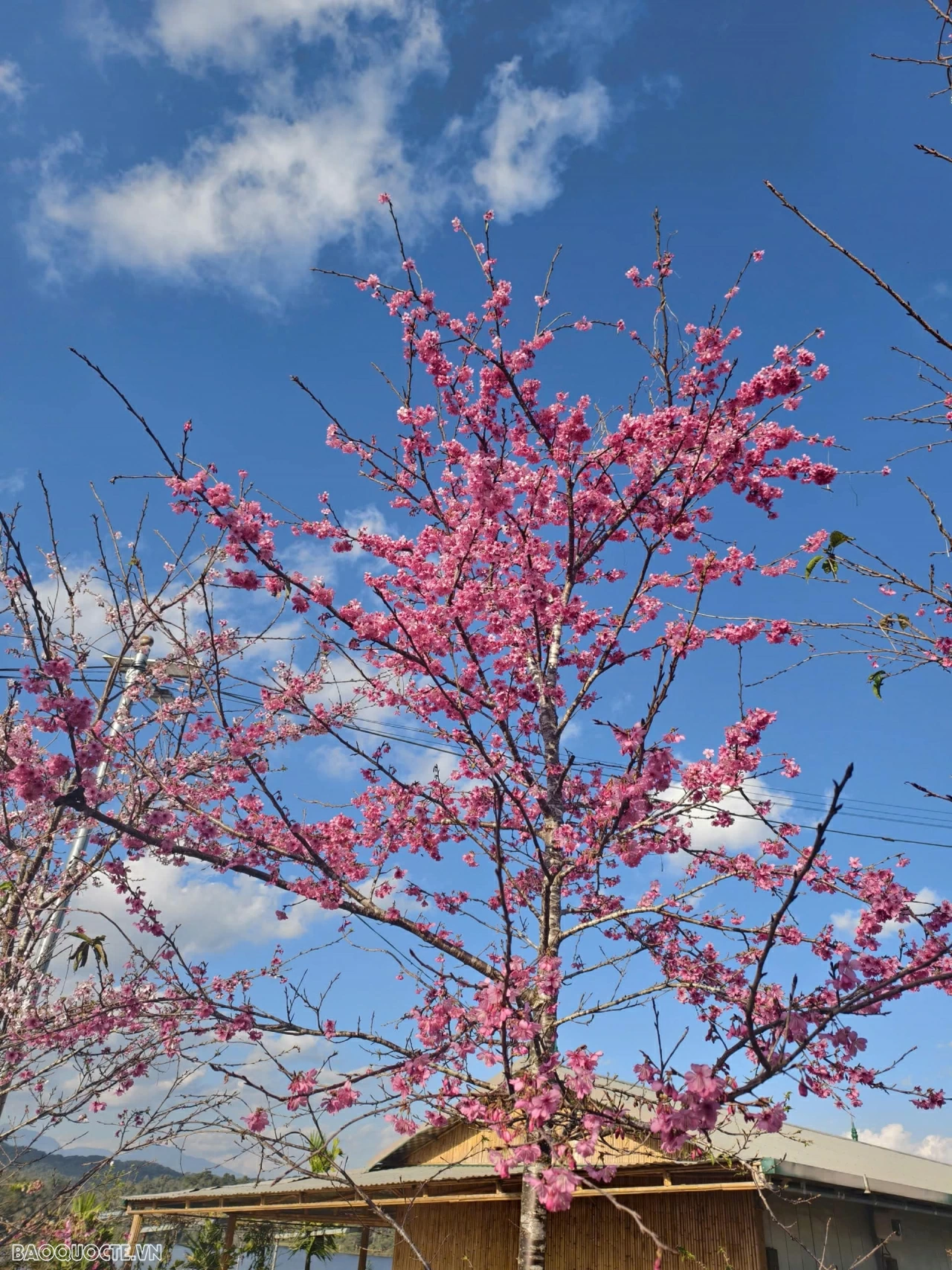 Đến Điện Biên ngắm hoa anh đào nở rộ Đến Điện Biên ngắm hoa anh đào nở rộ