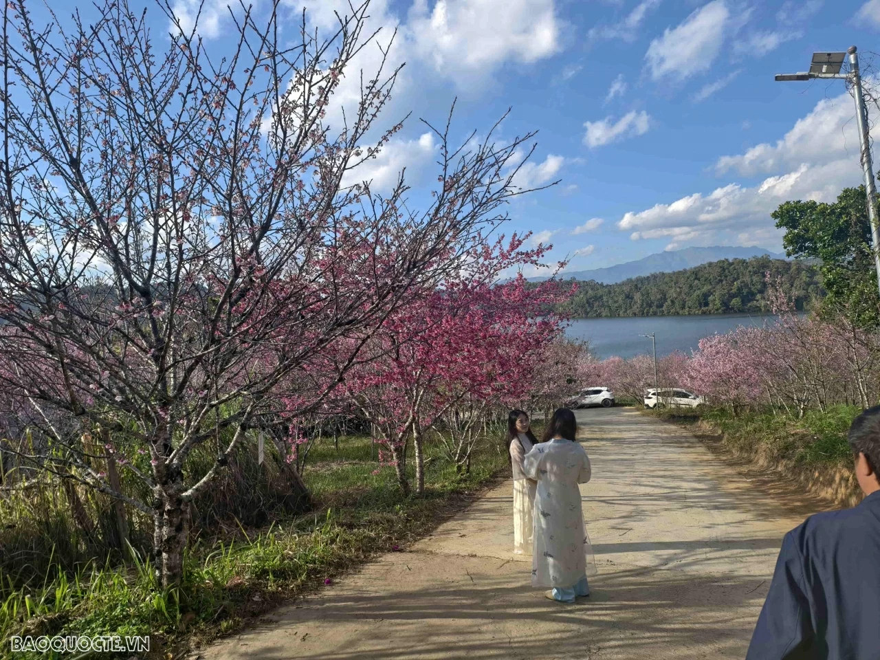 Đến Điện Biên ngắm hoa anh đào nở rộ