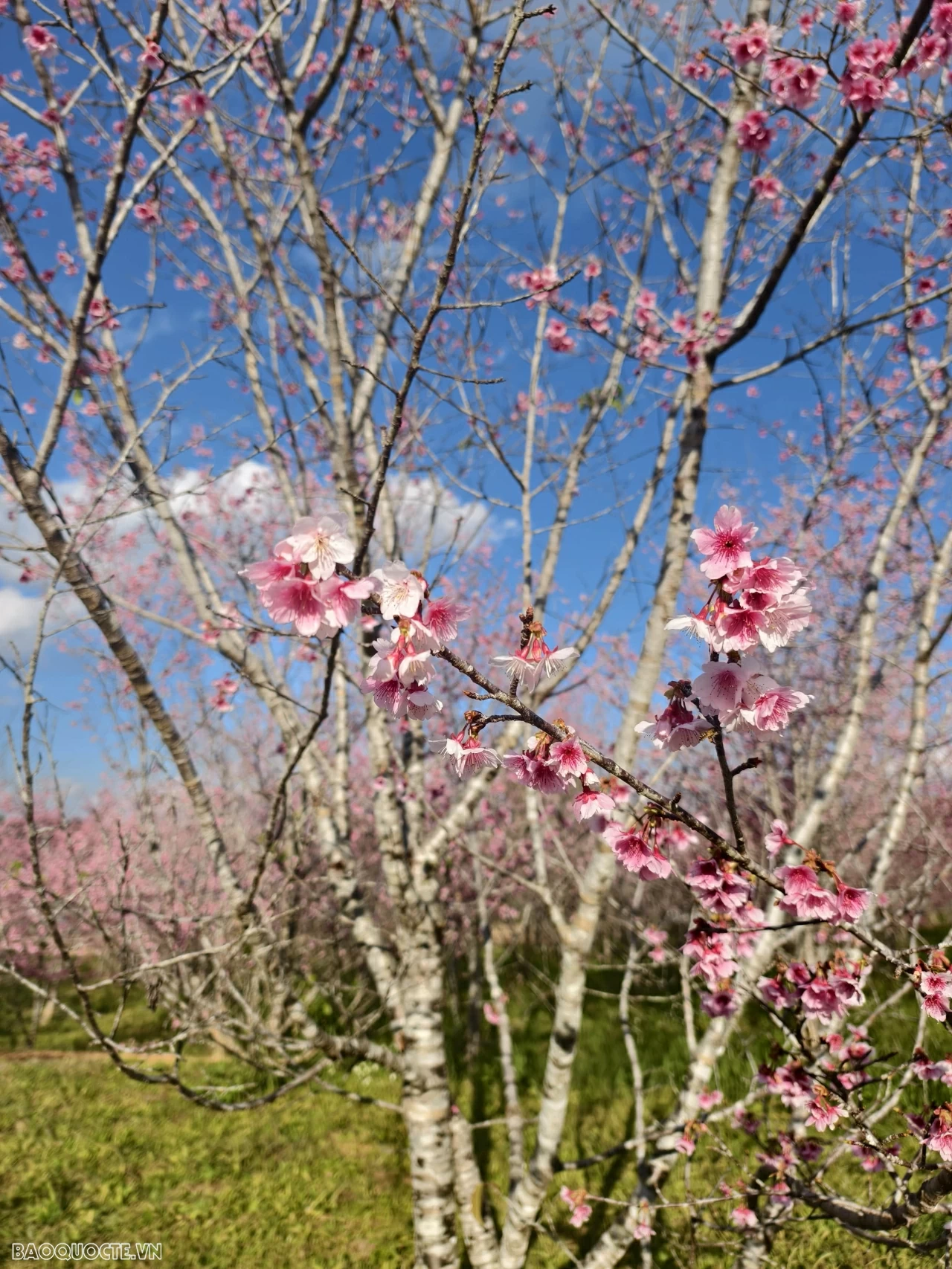 Đến Điện Biên ngắm hoa anh đào nở rộ