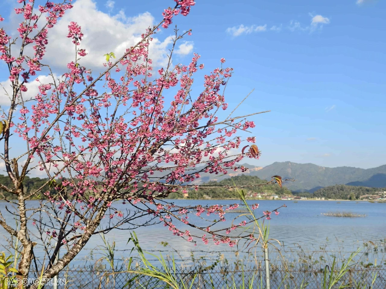 Đến Điện Biên ngắm hoa anh đào nở rộ