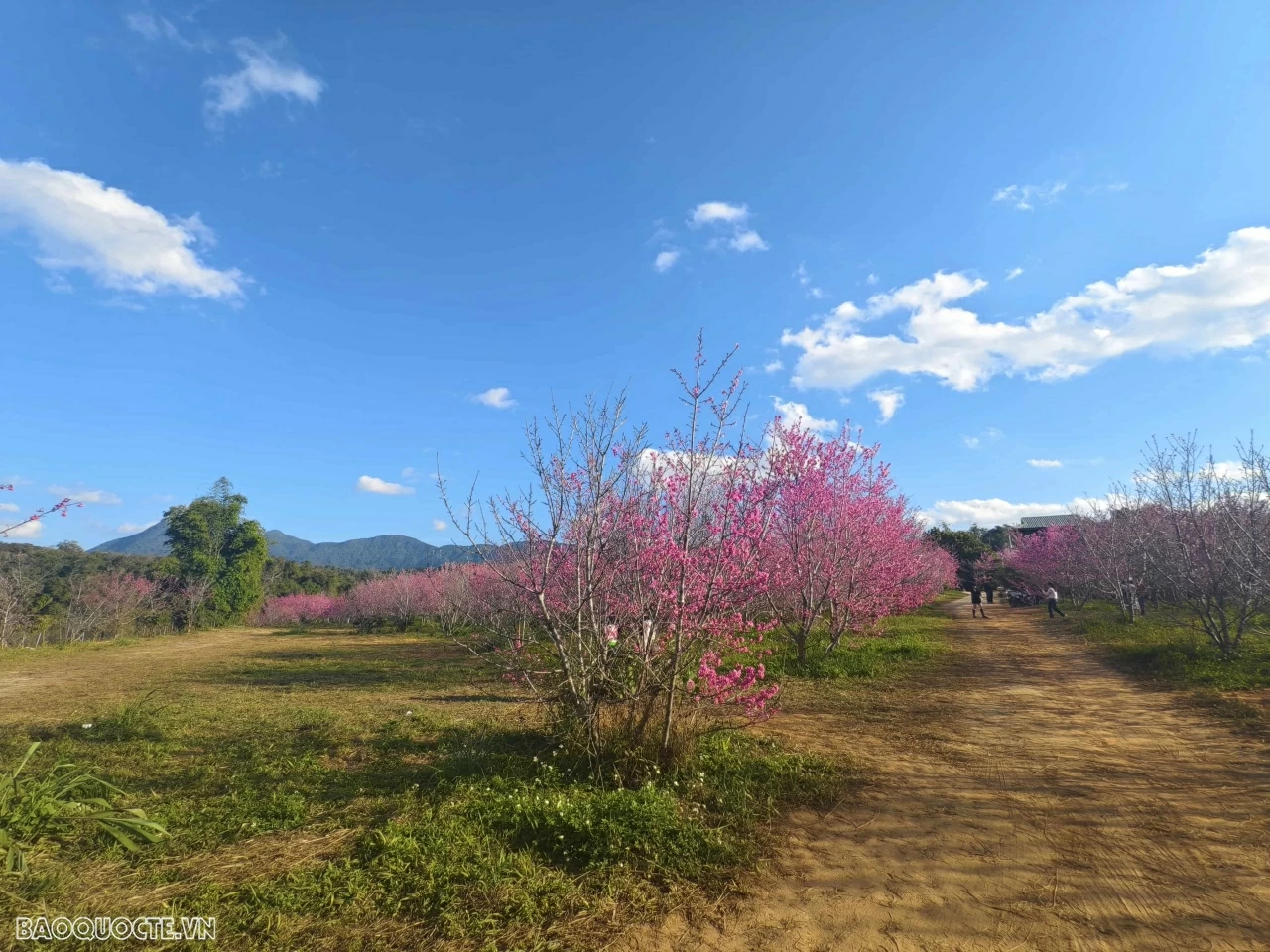 Đến Điện Biên ngắm hoa anh đào nở rộ Đến Điện Biên ngắm hoa anh đào nở rộ