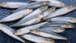 Kho báu dinh dưỡng tự nhiên cho sức khỏe từ cá mòi