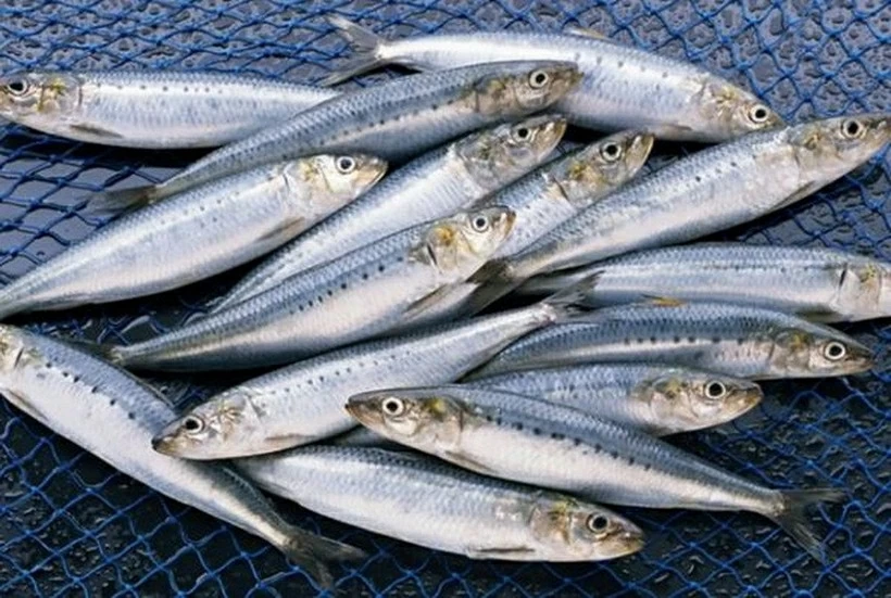 Vì sao cá mòi được ví như kho dinh dưỡng tự nhiên? Vì sao cá mòi được ví như kho dinh dưỡng tự nhiên?